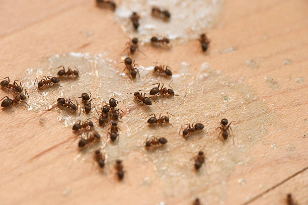 Best Affordable Pest Control Services  in Crosby, TX